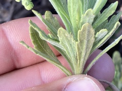 Erigeron socorrensis