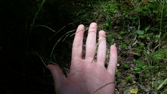 Deschampsia elongata