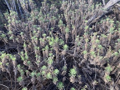 Erigeron socorrensis