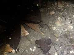 Macrobrachium asperulum