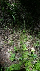 Deschampsia elongata