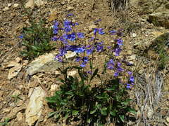 Penstemon elegantulus