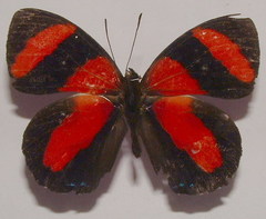 Callicore pitheas