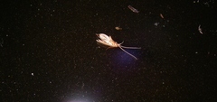 Hydropsychoidea