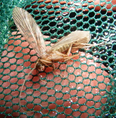 Hydropsychoidea