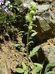 Phacelia heterophylla