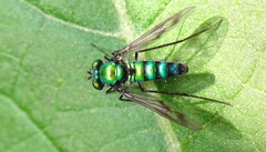 Condylostylus occidentalis