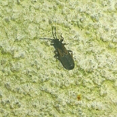 Ischnodemus sabuleti