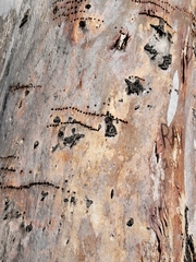 Eucalyptus cladocalyx