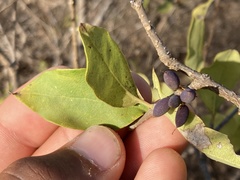 Forestiera rhamnifolia