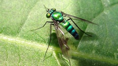 Condylostylus occidentalis