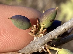 Forestiera rhamnifolia