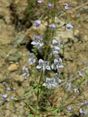 Tonella floribunda