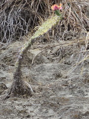 Opuntia decumbens