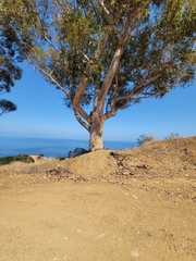 Eucalyptus cladocalyx