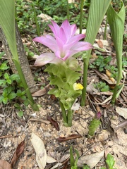 Curcuma aromatica