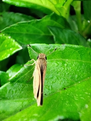 Parnara bada