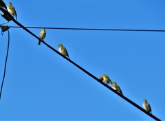 Ploceus cucullatus spilonotus