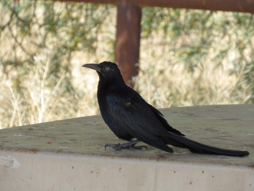 Great-tailed Grackle from Maricopa County, AZ, USA on April 29, 2022 at ...