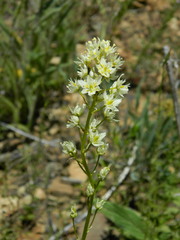 Toxicoscordion venenosum