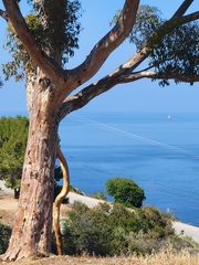 Eucalyptus cladocalyx