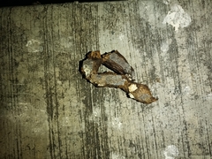 Spilogale gracilis