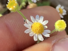 Perityle socorrosensis