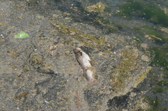 Ictalurus punctatus
