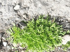 Matricaria discoidea