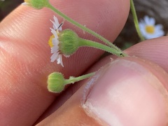 Perityle socorrosensis