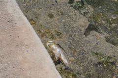 Ictalurus punctatus