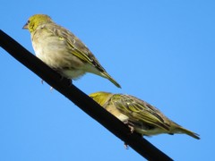 Ploceus cucullatus spilonotus