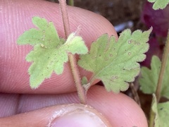 Perityle socorrosensis