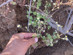 Perityle socorrosensis