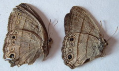 Cissia themis