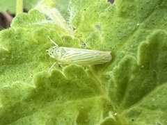 Pagaronia tredecimpunctata