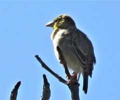 Ploceus cucullatus spilonotus