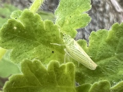 Pagaronia tredecimpunctata
