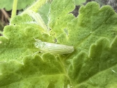 Pagaronia tredecimpunctata