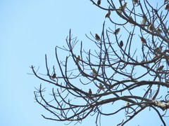 Ploceus cucullatus spilonotus