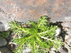 Matricaria discoidea
