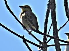 Ploceus cucullatus spilonotus