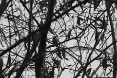 Aegithalos glaucogularis