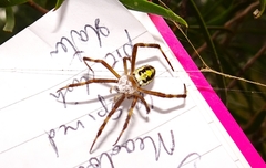Argiope bullocki