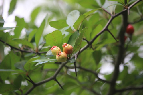 Crataegus opaca, photograph 2