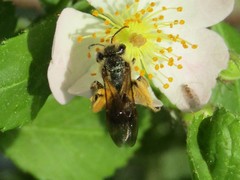 Andrena crataegi