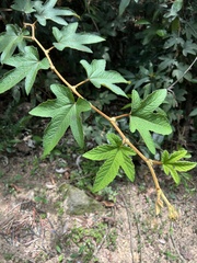 Rubus reflexus