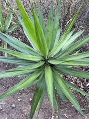 Agave