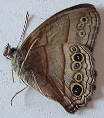 Cissia themis