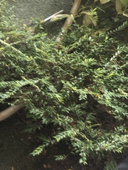 Phyllanthus myrtifolius